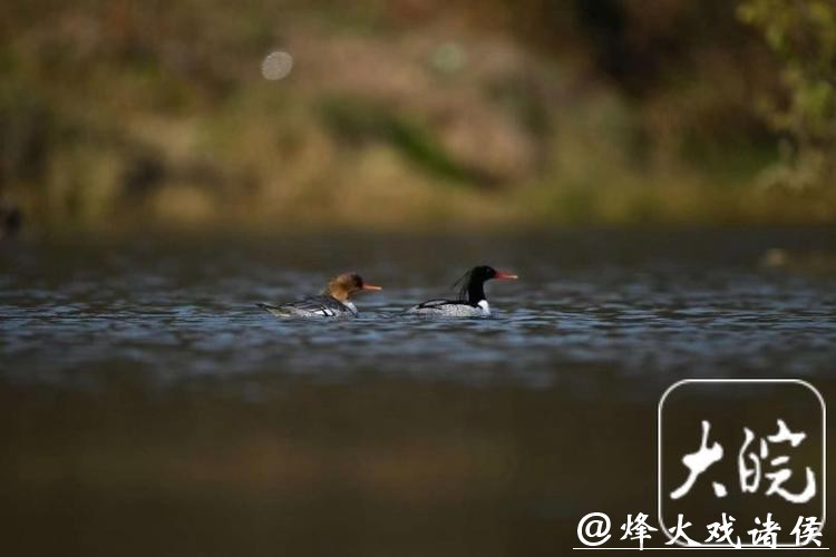278只,安徽越冬中华秋沙鸭种群刷新纪录 278只,安徽越冬中华秋沙鸭种群刷新纪录