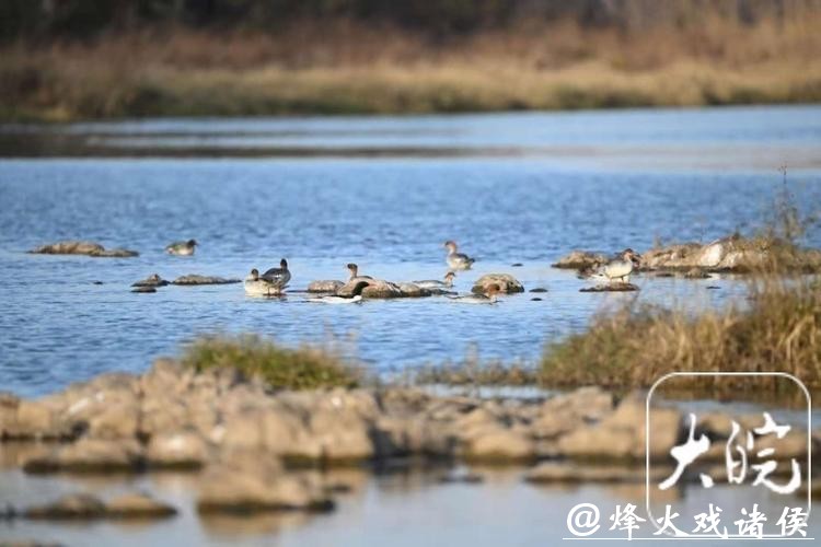 278只,安徽越冬中华秋沙鸭种群刷新纪录 278只,安徽越冬中华秋沙鸭种群刷新纪录