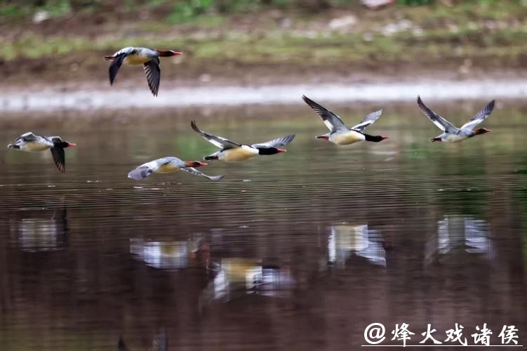 278只,安徽越冬中华秋沙鸭种群刷新纪录 278只,安徽越冬中华秋沙鸭种群刷新纪录