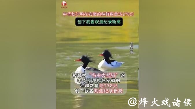 278只,安徽越冬中华秋沙鸭种群刷新纪录 278只,安徽越冬中华秋沙鸭种群刷新纪录
